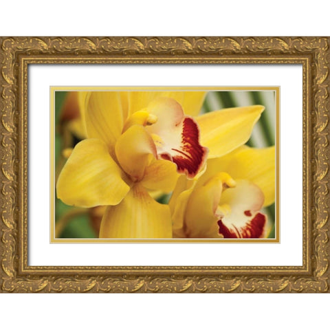 Lemon Orchid II Gold Ornate Wood Framed Art Print with Double Matting by Styber, Dana