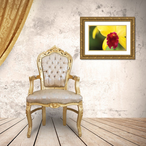 Pink Velvet Gold Ornate Wood Framed Art Print with Double Matting by Styber, Dana
