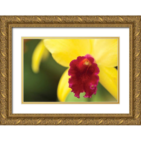 Pink Velvet Gold Ornate Wood Framed Art Print with Double Matting by Styber, Dana
