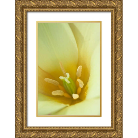 Yellow Burst I Gold Ornate Wood Framed Art Print with Double Matting by Styber, Dana