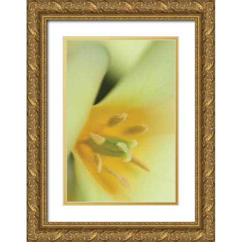 Yellow Burst II Gold Ornate Wood Framed Art Print with Double Matting by Styber, Dana