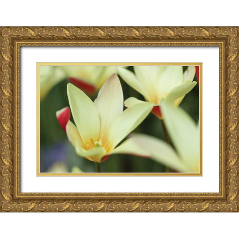 Yellow Cream II Gold Ornate Wood Framed Art Print with Double Matting by Styber, Dana