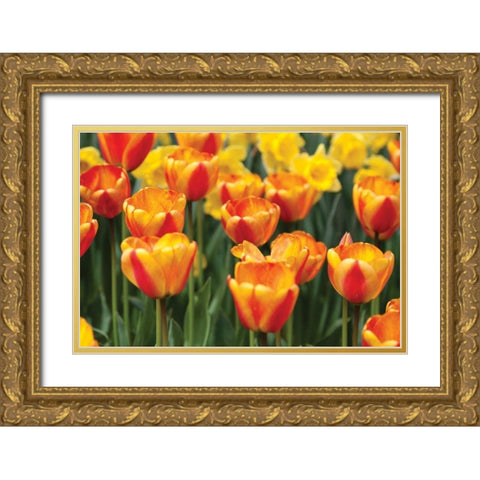 Tulip March I Gold Ornate Wood Framed Art Print with Double Matting by Styber, Dana