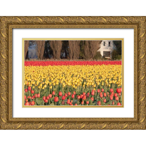 Red and Orange Tulips Gold Ornate Wood Framed Art Print with Double Matting by Styber, Dana