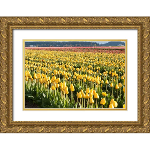 Yellow and Orange Tulips II Gold Ornate Wood Framed Art Print with Double Matting by Styber, Dana