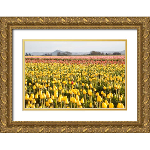 Yellow and Orange Tulips III Gold Ornate Wood Framed Art Print with Double Matting by Styber, Dana