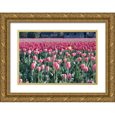 Yellow Among Pinks Gold Ornate Wood Framed Art Print with Double Matting by Styber, Dana