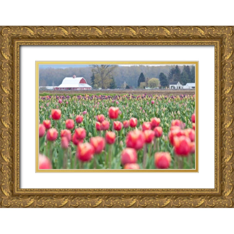 Tulip Homestead Gold Ornate Wood Framed Art Print with Double Matting by Styber, Dana
