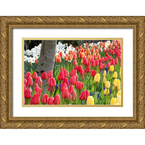 Tulip Bed I Gold Ornate Wood Framed Art Print with Double Matting by Styber, Dana