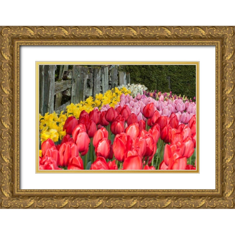 Tulip Bed II Gold Ornate Wood Framed Art Print with Double Matting by Styber, Dana