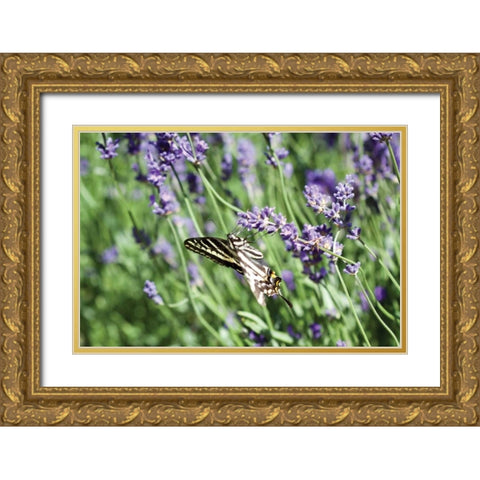 Lavender and Butterfly I Gold Ornate Wood Framed Art Print with Double Matting by Styber, Dana