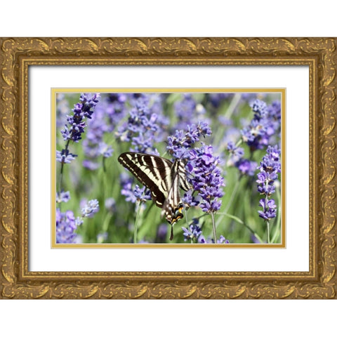 Lavender and Butterfly II Gold Ornate Wood Framed Art Print with Double Matting by Styber, Dana