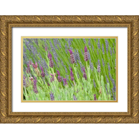 Lavender Sway I Gold Ornate Wood Framed Art Print with Double Matting by Styber, Dana
