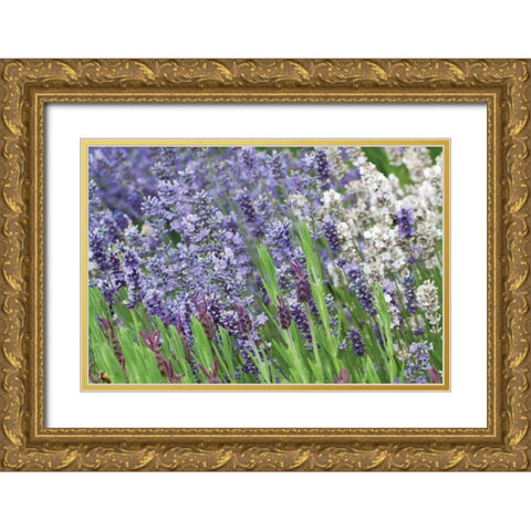 Lavender Sway II Gold Ornate Wood Framed Art Print with Double Matting by Styber, Dana