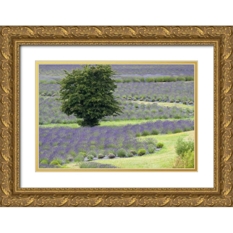 Lavender Field and Tree Gold Ornate Wood Framed Art Print with Double Matting by Styber, Dana