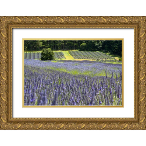 Lavender Field II Gold Ornate Wood Framed Art Print with Double Matting by Styber, Dana