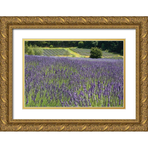 Lavender Field III Gold Ornate Wood Framed Art Print with Double Matting by Styber, Dana