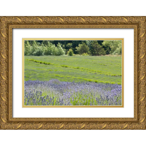 Lavender Hill II Gold Ornate Wood Framed Art Print with Double Matting by Styber, Dana