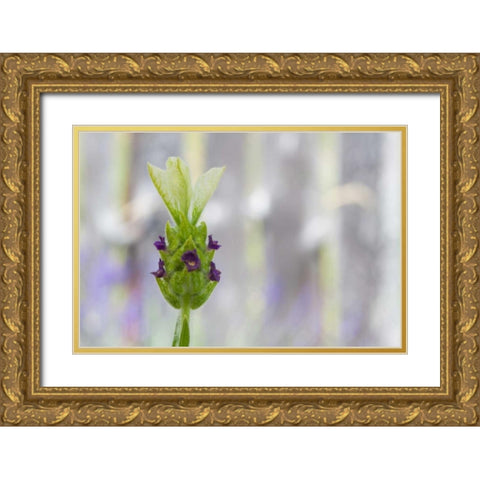 Lavender Bud I Gold Ornate Wood Framed Art Print with Double Matting by Styber, Dana