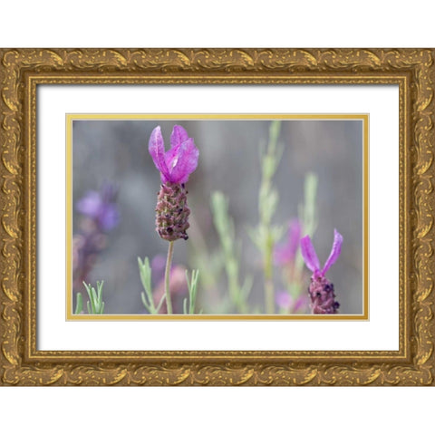 Lavender Bud II Gold Ornate Wood Framed Art Print with Double Matting by Styber, Dana