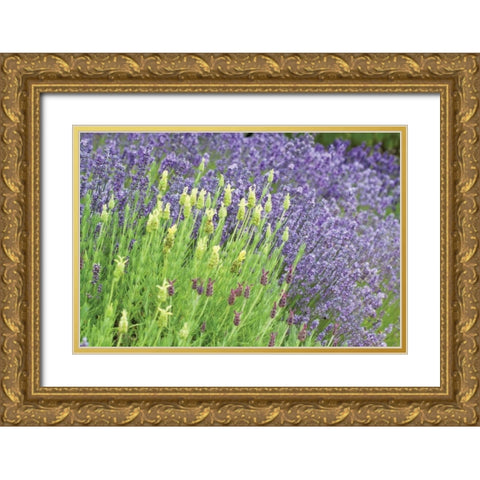 Flowing Lavender I Gold Ornate Wood Framed Art Print with Double Matting by Styber, Dana