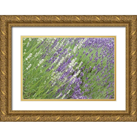 Flowing Lavender II Gold Ornate Wood Framed Art Print with Double Matting by Styber, Dana