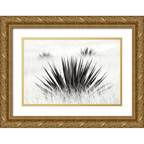 Agave BW I Gold Ornate Wood Framed Art Print with Double Matting by Taylor, Douglas
