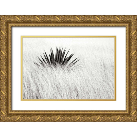 Agave BW II Gold Ornate Wood Framed Art Print with Double Matting by Taylor, Douglas