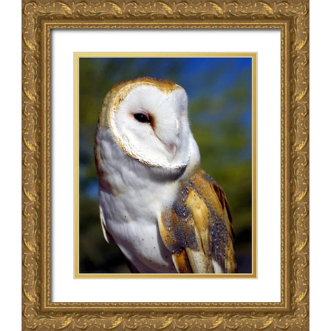 Barn Owl Gold Ornate Wood Framed Art Print with Double Matting by Taylor, Douglas