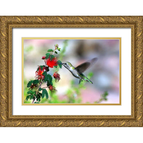 Hummingbird Gold Ornate Wood Framed Art Print with Double Matting by Taylor, Douglas