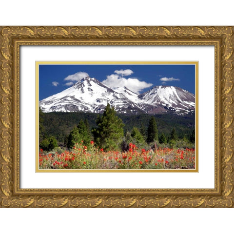 Indian Paintbrush Gold Ornate Wood Framed Art Print with Double Matting by Taylor, Douglas