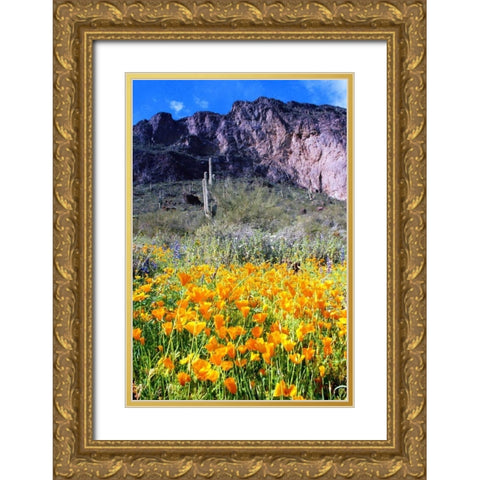 Picacho Peak Wildflowers Gold Ornate Wood Framed Art Print with Double Matting by Taylor, Douglas