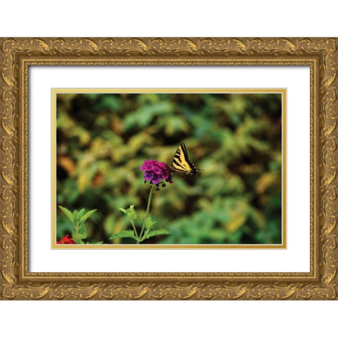 Garden Butterfly I Gold Ornate Wood Framed Art Print with Double Matting by Clayton-Thompson, Philip