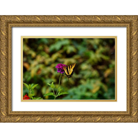 Garden Butterfly II Gold Ornate Wood Framed Art Print with Double Matting by Clayton-Thompson, Philip