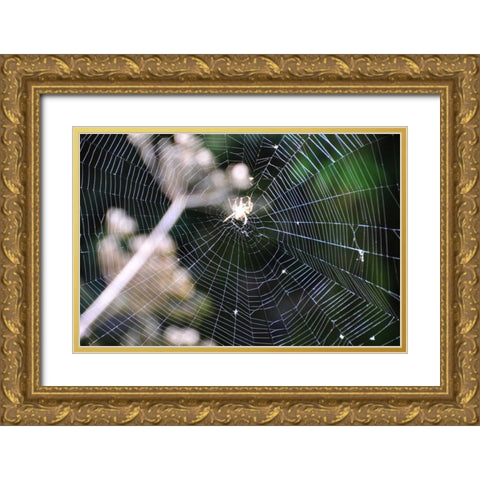 Spiderweb II Gold Ornate Wood Framed Art Print with Double Matting by Thomas, Logan