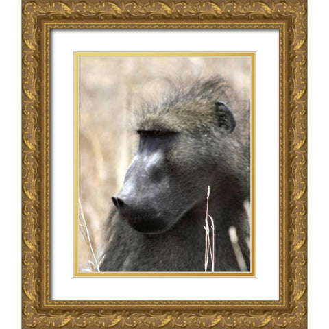 Baboon Portrait II Gold Ornate Wood Framed Art Print with Double Matting by Underdahl, Dana