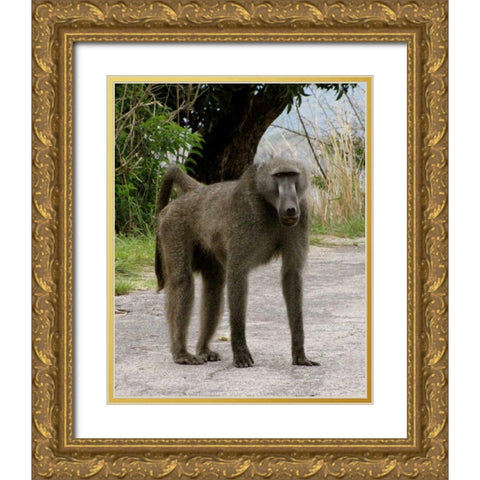 Baboon IV Gold Ornate Wood Framed Art Print with Double Matting by Underdahl, Dana