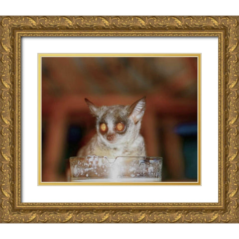 Bushbaby II Gold Ornate Wood Framed Art Print with Double Matting by Underdahl, Dana