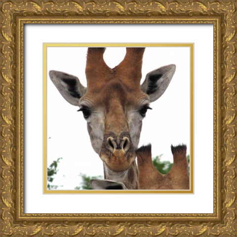 Giraffe Portrait I Gold Ornate Wood Framed Art Print with Double Matting by Underdahl, Dana