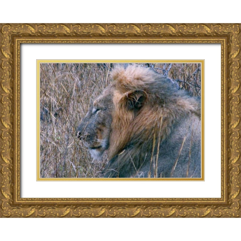 Resting Lion II Gold Ornate Wood Framed Art Print with Double Matting by Underdahl, Dana