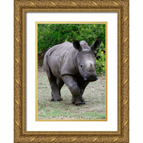 Rhino IV Gold Ornate Wood Framed Art Print with Double Matting by Underdahl, Dana
