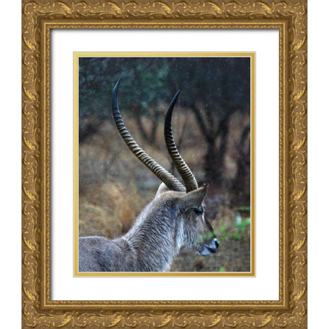Waterbuck II Gold Ornate Wood Framed Art Print with Double Matting by Underdahl, Dana