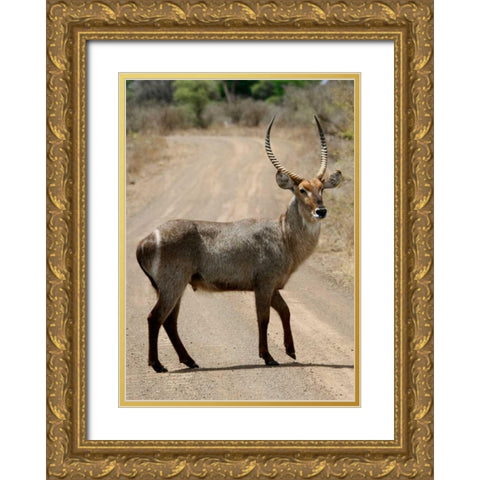 Safari Waterbuck III Gold Ornate Wood Framed Art Print with Double Matting by Underdahl, Dana