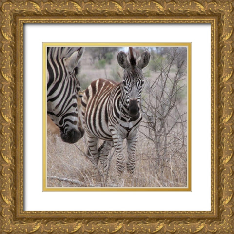 Zebra Baby II Gold Ornate Wood Framed Art Print with Double Matting by Underdahl, Dana