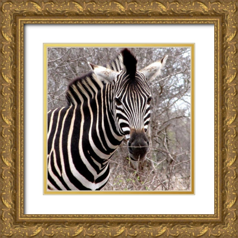 Safari Zebra IV Gold Ornate Wood Framed Art Print with Double Matting by Underdahl, Dana