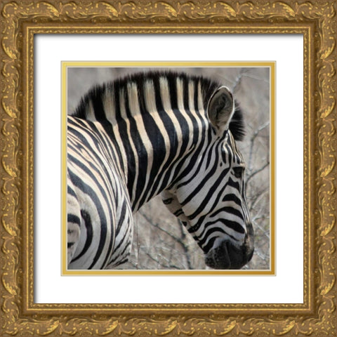 Sarari Zebra VI Gold Ornate Wood Framed Art Print with Double Matting by Underdahl, Dana