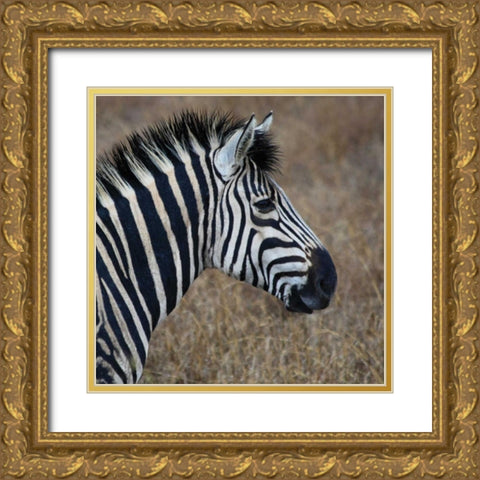 Sarari Zebra VII Gold Ornate Wood Framed Art Print with Double Matting by Underdahl, Dana