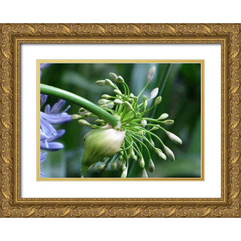 Flower Pod Gold Ornate Wood Framed Art Print with Double Matting by Underdahl, Dana