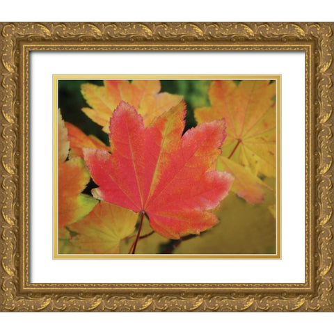 Maple Leaves Perfection II Gold Ornate Wood Framed Art Print with Double Matting by Geyman, Vitaly