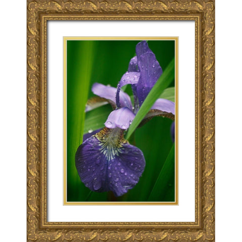 Wild Iris Gold Ornate Wood Framed Art Print with Double Matting by Geyman, Vitaly